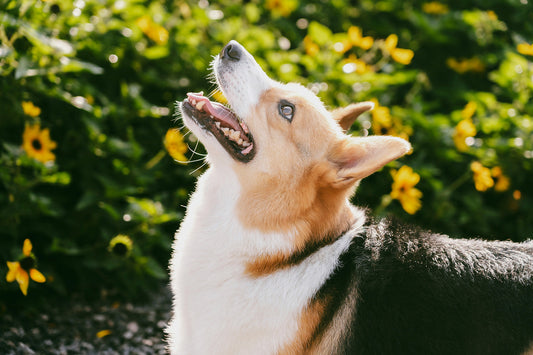 What Foods Should I Avoid for Dogs with Itchy Skin?