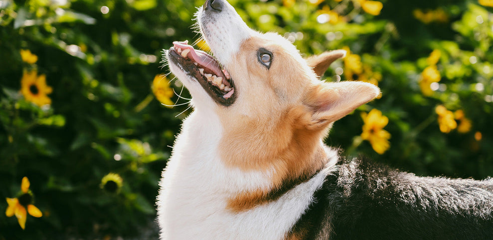 Why Does My Dog Have Bad Breath?