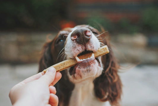 Is Turkey or Salmon Better for Dogs with Allergies?