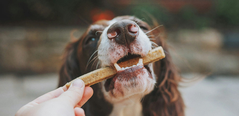 Can Dogs Eat Venison?