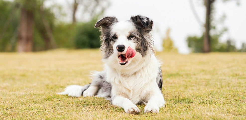 Can Dogs Eat Lentils?