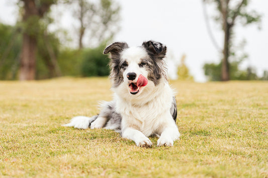 Can Dogs Eat Lentils?