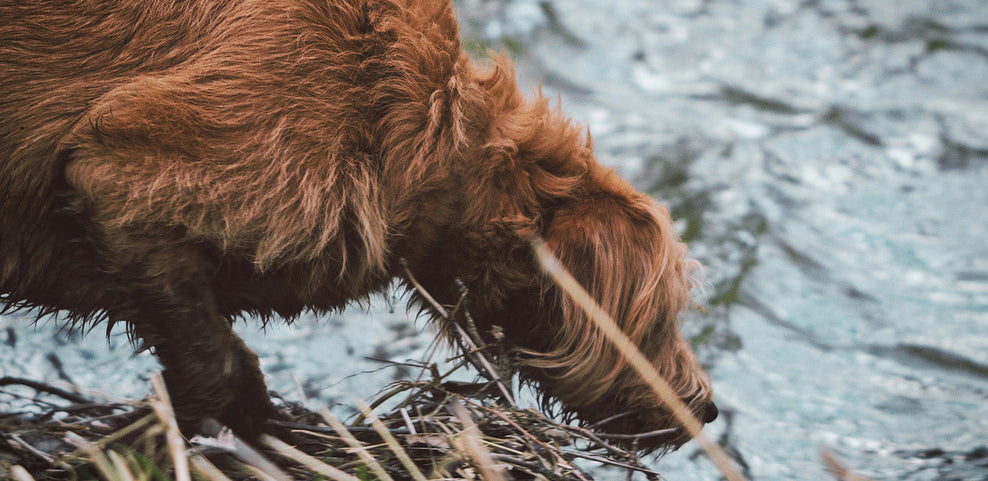 Can Dogs Eat Mackerel?