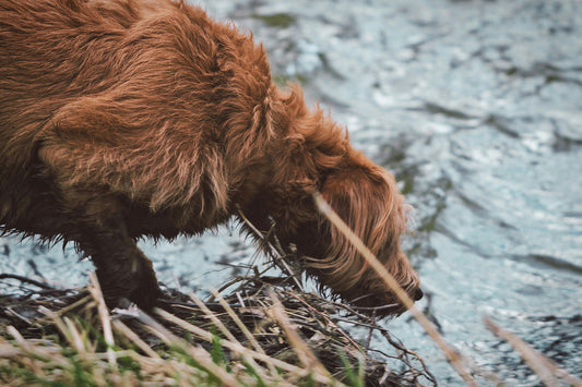 Can Dogs Eat Mackerel?