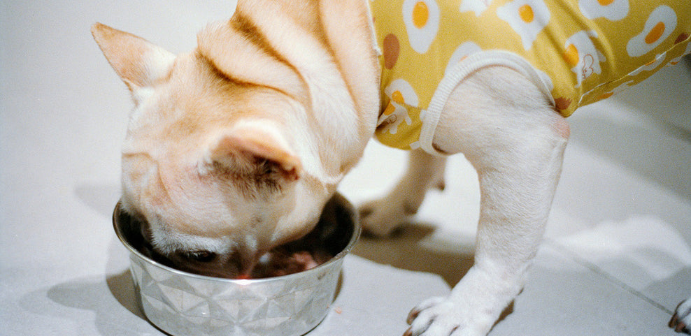 Can Dogs Eat Prawns?