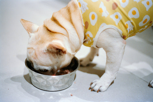 Can Dogs Eat Prawns?