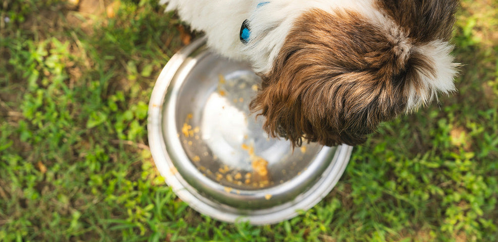 Can Dogs Eat Parsnips?