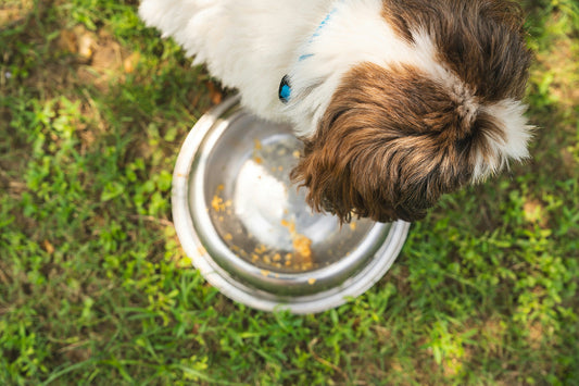 Can Dogs Eat Tilapia?