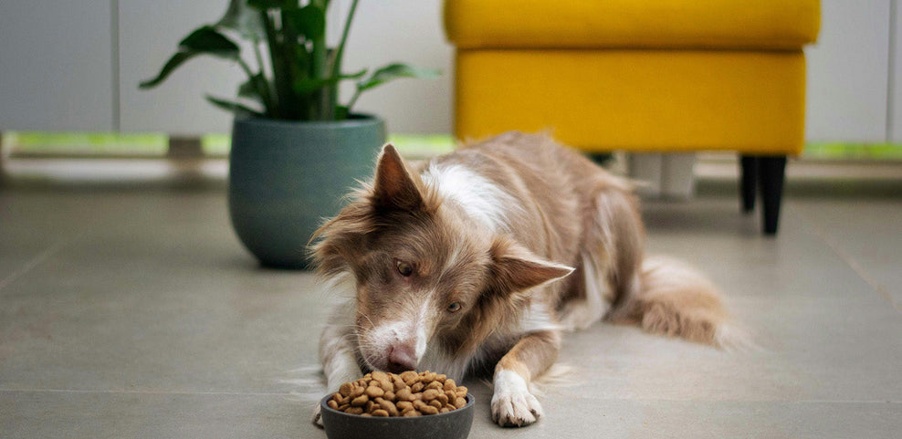 Can Dogs Be Allergic to Kibble?
