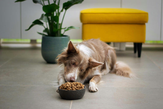Can Dogs Be Allergic to Kibble?