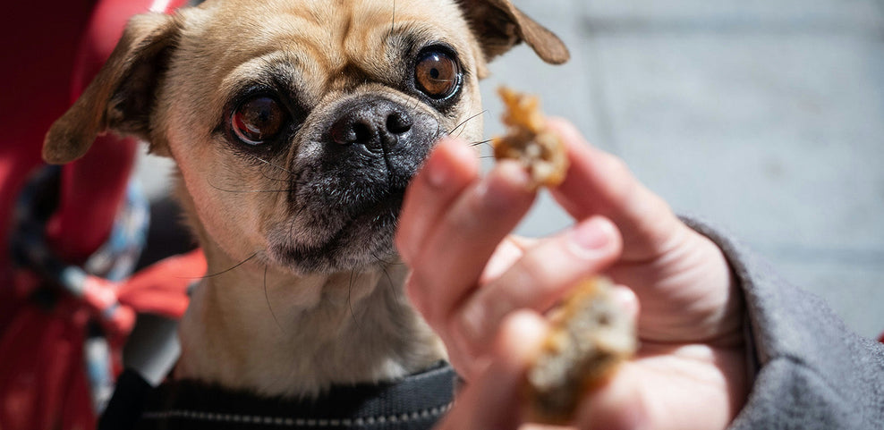 Can Dogs Eat Yorkshire Puddings?