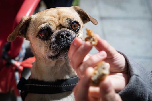 Can Dogs Eat Yorkshire Puddings?