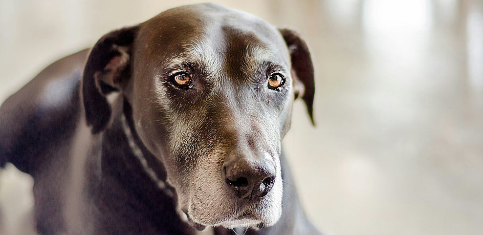 Food Allergies vs. Adverse Food Reactions in Dogs: What's the Difference?