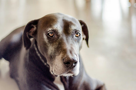 Food Allergies vs. Adverse Food Reactions in Dogs: What's the Difference?