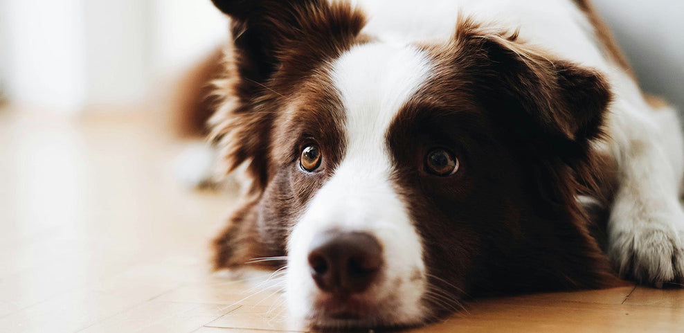 Can Dogs Eat Onions?