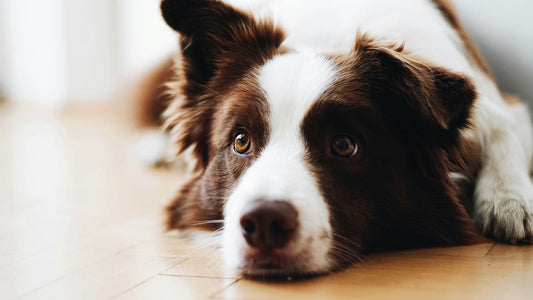 Can Dogs Eat Onions?