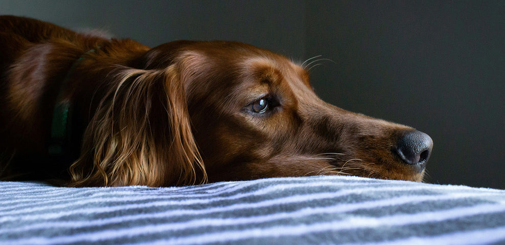 Can Dogs Eat Garlic?