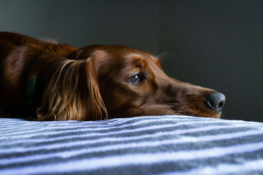 Why Is My Pet Being Sick?