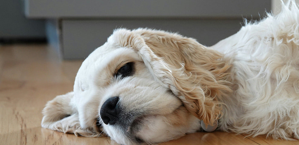 Dog Food Allergies: Symptoms, Causes, Diagnosis & Testing