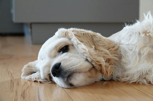 Dog Food Allergies: Symptoms, Causes, Diagnosis & Testing
