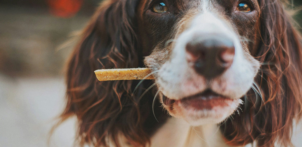 Do Dogs Need Multivitamins?