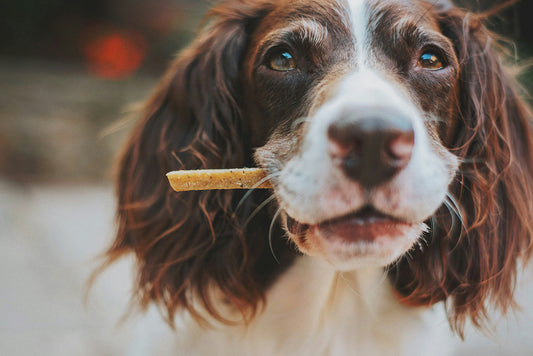 Do Dogs Need Multivitamins?