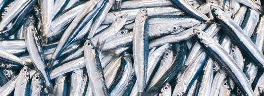 Can Cats Eat Sardines?