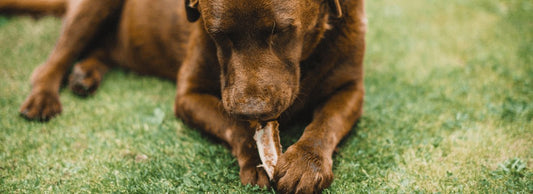 What Can Dogs Eat?