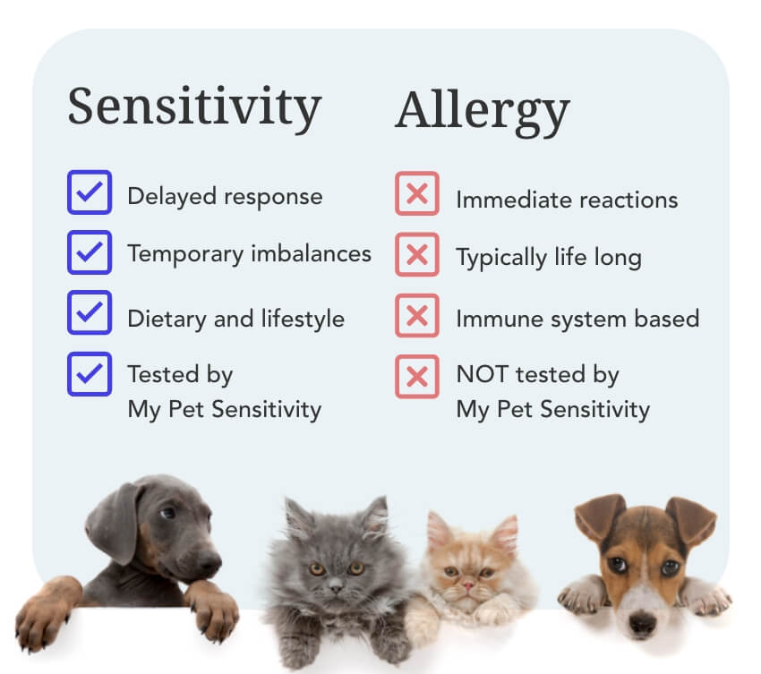 Sensitivity or Allergy My Pet Sensitivity UK