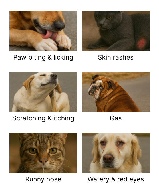 Dog Allergy Test
