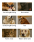 Dog Allergy Test
