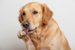Dog Allergy Test