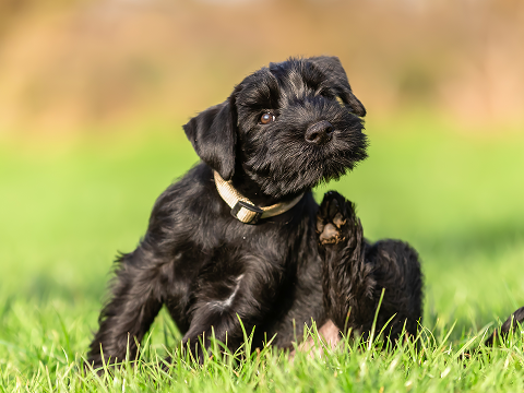 It Identifies the Real Cause of Your Dog's Suffering